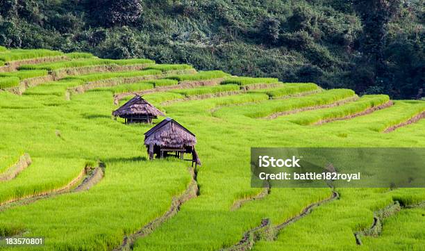 De Arroz Com Terraço Campos Passos - Fotografias de stock e mais imagens de Agricultura - Agricultura, Ao Ar Livre, Arquitetura