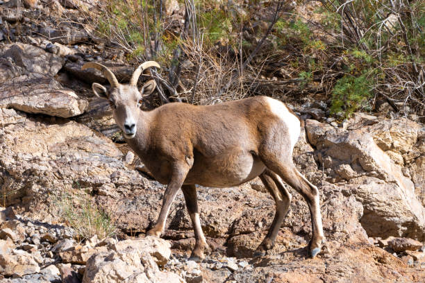 istock Bighorn Sheep in Northern Arizona. 1835708108