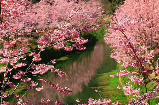 Scenery of blooming Cherry blossom trees with river and reflection,view of pink Cherry blossoms blooming beside the river