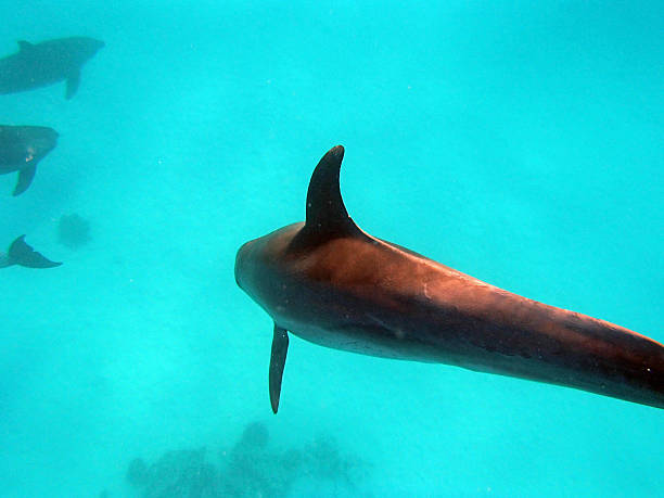 istock snorkeling in the red sea 183570919
