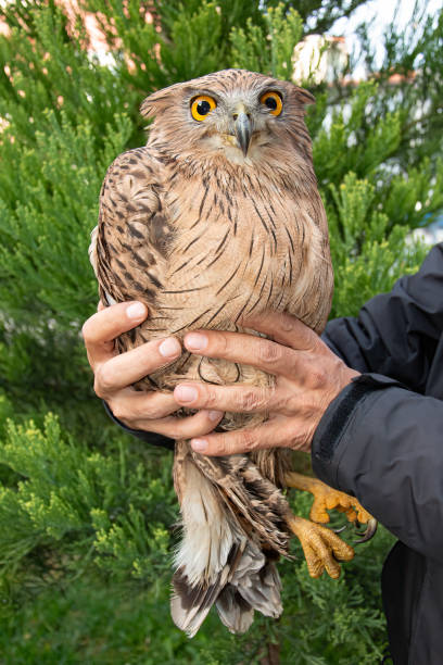 istock Man holding an injured Brown Fish Owl (Ketupa zeylonensis). 1835710251