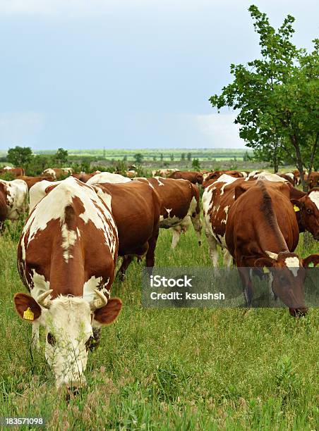 Rebaño De Vacas En Un Prado Foto de stock y más banco de imágenes de Agricultura - Agricultura, Aire libre, Ajardinado