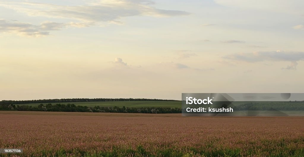 Colorato campo al tramonto - Foto stock royalty-free di Agricoltura