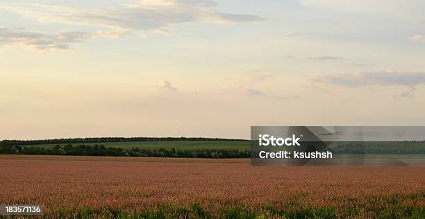 Colorato Campo Al Tramonto - Fotografie stock e altre immagini di Agricoltura - Agricoltura, Ambientazione esterna, Ambiente