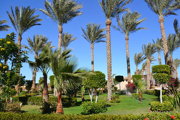 istock garden of palms 183571153