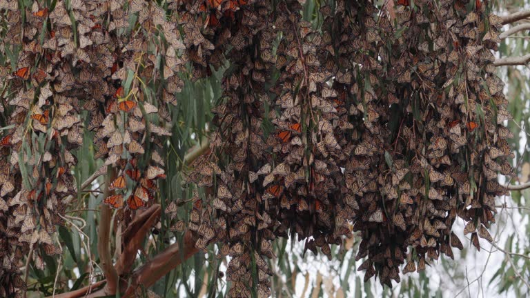 Thousands of Monarch butterflies converge upon an Eucalyptus tree, transforming its branches into a living tapestry of orange and black. Pismo beach grove, California Central Coast