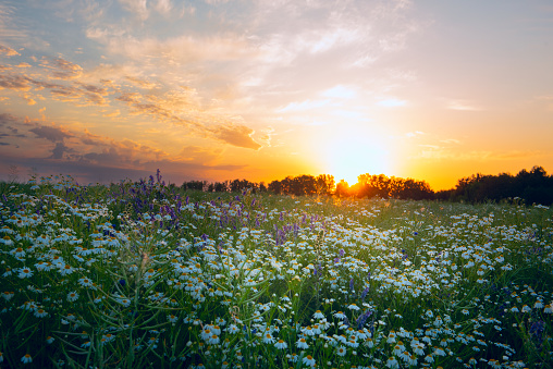 a foggy field with blooming different wildflowers in spring. The sun rising in the fog over the horizon. Beautiful landscape in the early summer morning.