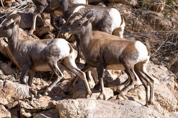 istock Bighorn Sheep in Northern Arizona. 1835718971