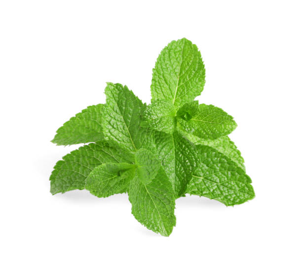 istock Fresh mint plant with green leaves isolated on white 1835723840