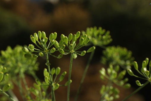 Fresh green dill flowers on blurred background, closeup
