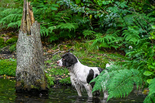English Springer Spaniel dog standing in water by riverbank at Seven Springs, Cannock Chase, Staffordshire, England.