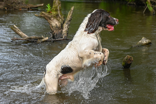 English Springer Spaniel dog jumping and splashing in the River Churnet, Staffordshire, England.