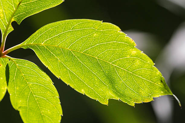leaf stock photo