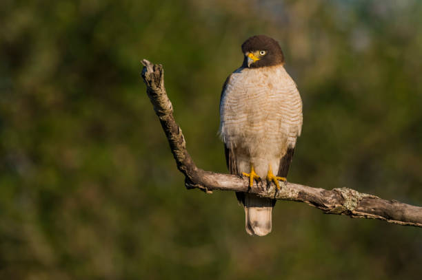 istock Roadside Hawk perched, calden forest, La Pampa , Argentina 1835730968