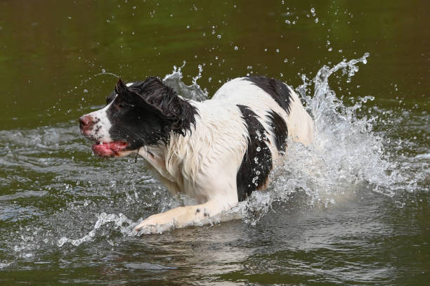 istock English Springer Spaniel Dog Splashing In Water 1835731501