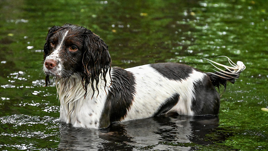 English Springer Spaniel dog standing in water at Seven Springs, Cannock Chase, Staffordshire, England.