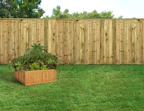 Assorted vegetables bed in a backyard with green grass and wood fence