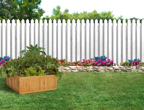 istock Vegetable bed in a backyard with green grass and white picket fence 1835733728