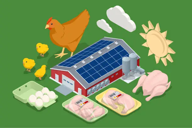 Vector illustration of Isometric Poultry Farm Industrial. Poultry farm building, production of chicken meat, eggs, poultry products