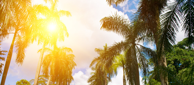 Silhouette of palm trees against the setting sun at Waikiki Beach, Oahu, Hawaii.