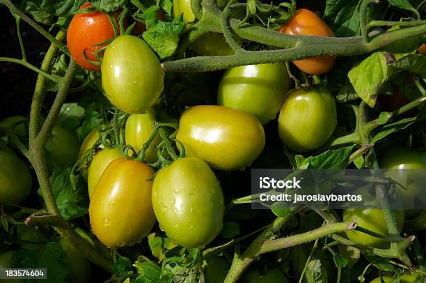 Tomate Stockfoto und mehr Bilder von Botanik - Botanik, Extreme Nahaufnahme, Fotografie