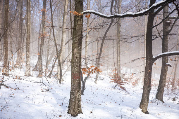 beautiful winter landscape in the forest,Armenia