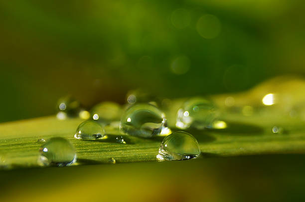 istock Pearl wet drop water on green leaf - bokeh background 183575006