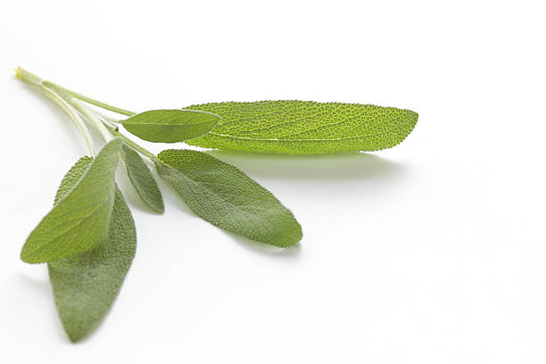 istock sage leaves isolated on white 183575030