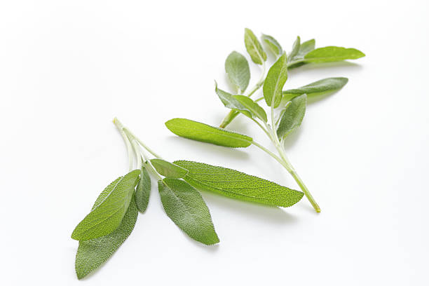istock sage leaves isolated on white 183575031