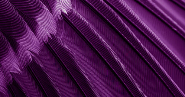 istock violet feather pigeon macro photo. texture or background 1835752035