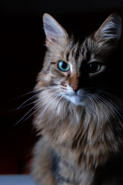 istock Long Hair Tabby Cat Portrait on Dark Background 1835766052