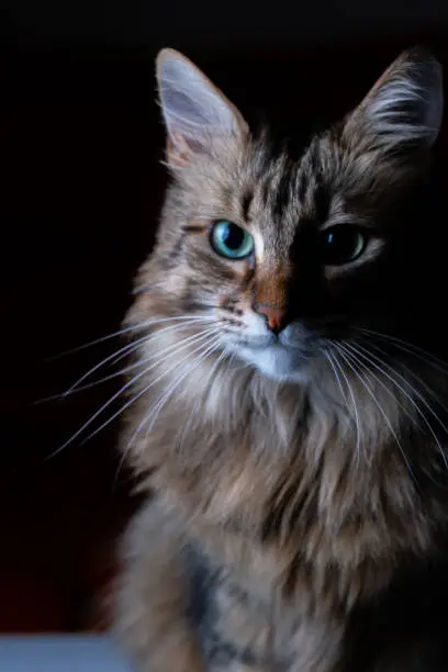 A portrait of a female, long hair tabby cat with large mane, bright green eyes looking at the camera.