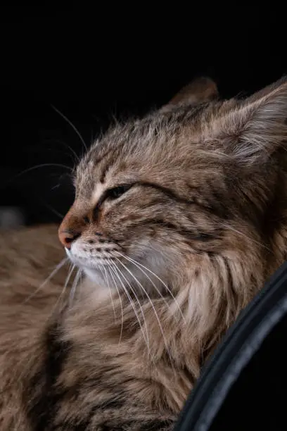 Sleepy long haired tabby cat with eyes squinted, black background.