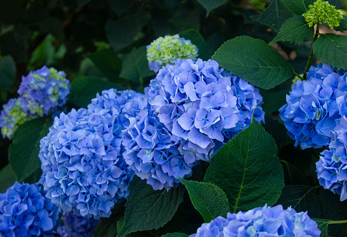 Blue Hydrangea changeable large-leaved Garden French wild-growing bush. Variety of paniculate and tree-like hydrangea. Selective focus on beautiful bush of blooming blue Hydrangea or Hortensia flowers (Hydrangea macrophylla) and green leaves. Natural background.