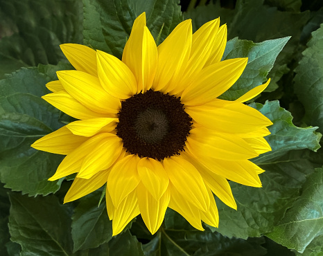 Beautiful yellow sunflower with green leaves natural background. Selective focus.