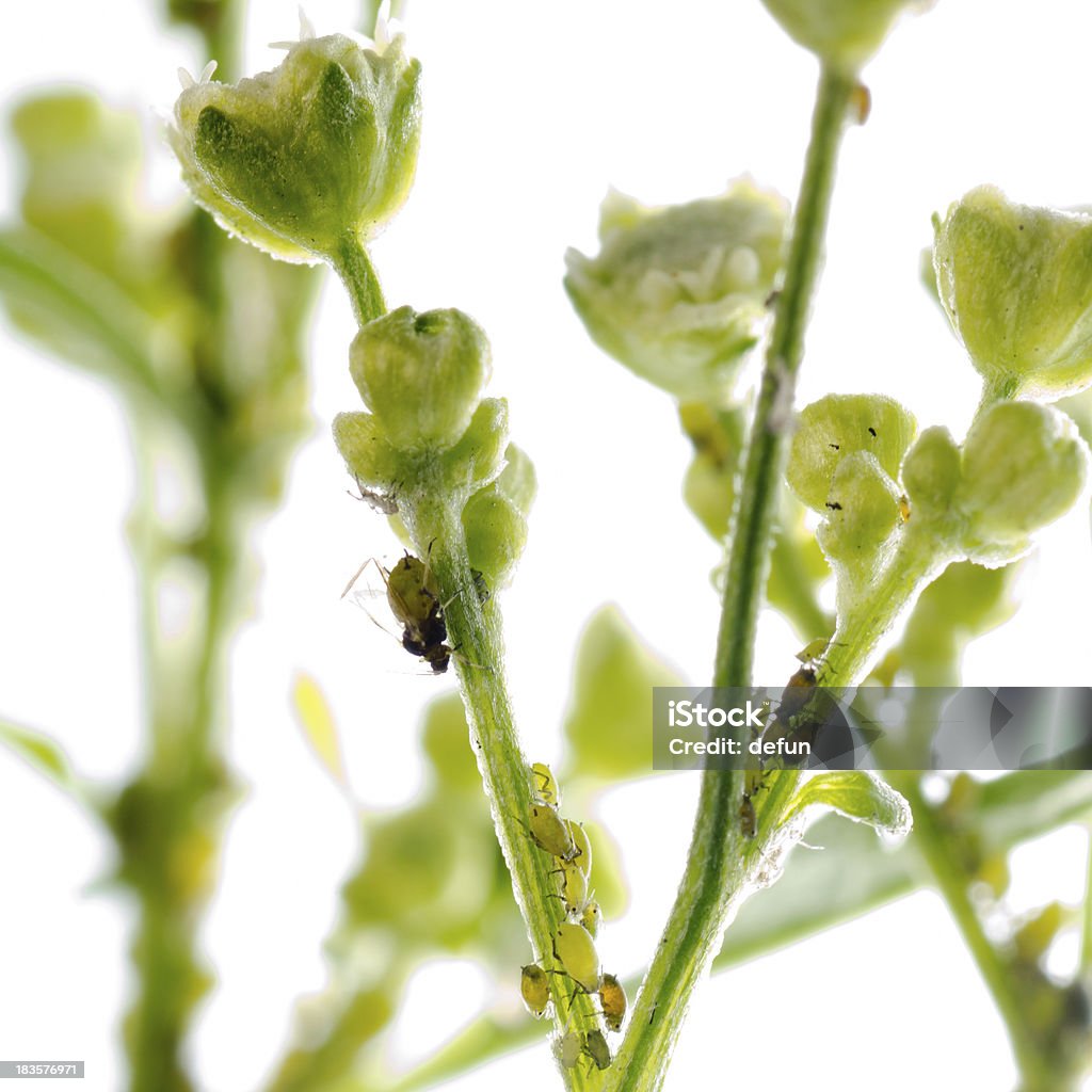 animal Blatt Blattlaus - Lizenzfrei Blatt - Pflanzenbestandteile Stock-Foto