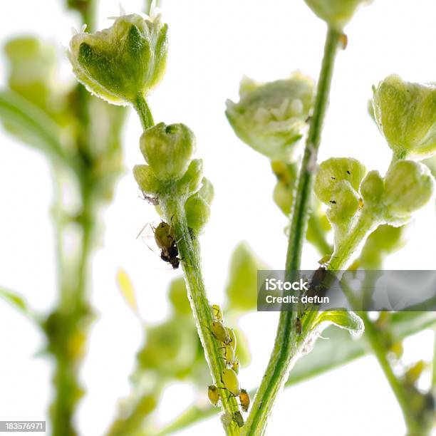 Animal Blatt Blattlaus Stockfoto und mehr Bilder von Blatt - Pflanzenbestandteile - Blatt - Pflanzenbestandteile, Blattlaus, Extreme Nahaufnahme