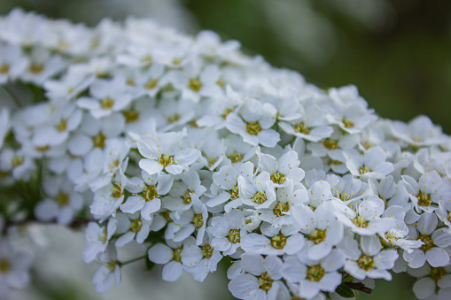 Branches of flowering Spirea with many small white flowers. Spiraea cinerea. Gentle, pastel spring background. Spirea in the spring, close-up.
