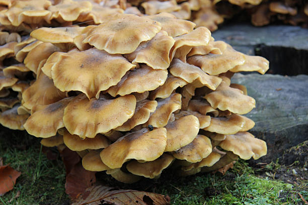 istock Group of mushrooms 183577025