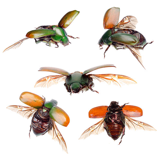 istock insect green beetle flying away 183577093