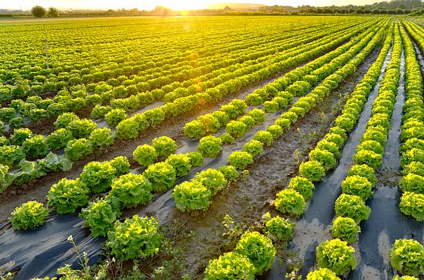 istock The garden of lettuce 183577098