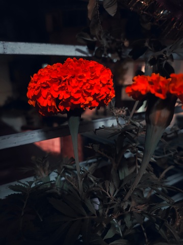A collection of illuminated flowers in the foreground of a secure and enclosed area, lit up against a dark backdrop