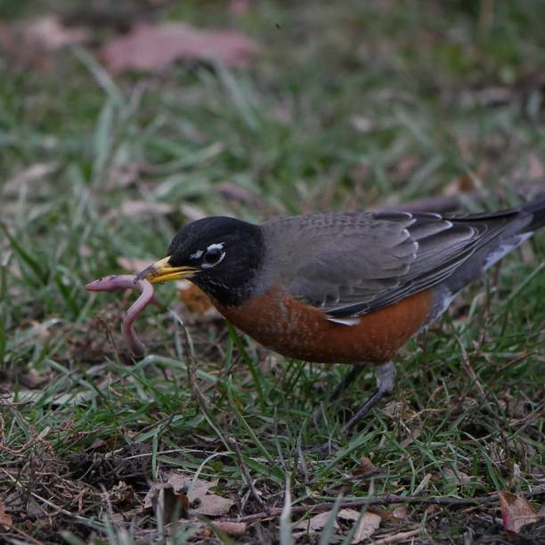 istock An American robin catching an earthworm, Central Park, New York 1835771851