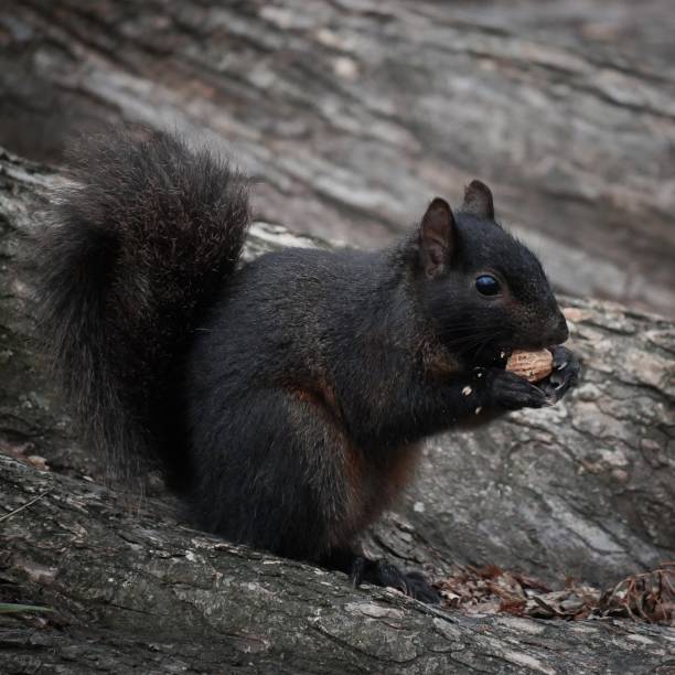 istock A young black squirrel feasting on a nut in Central Park, New York 1835771856