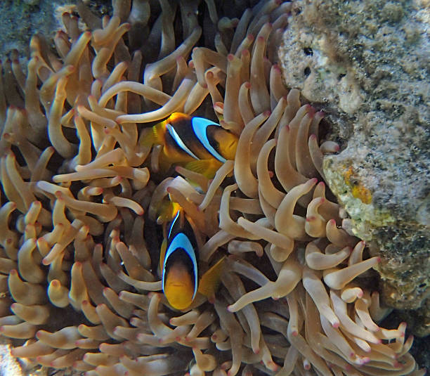 istock snorkeling in the red sea 183577676