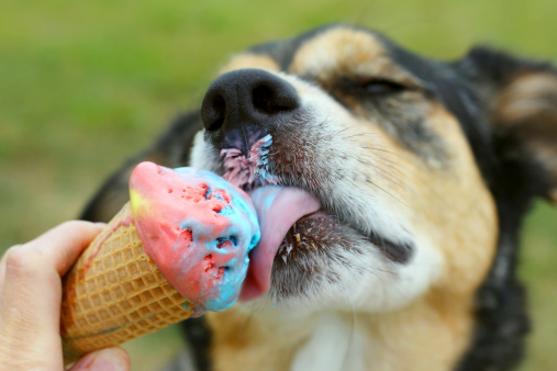 close up of a German Shepherd Mix Dog licking a rainbow colored ice cream cone on a summer day