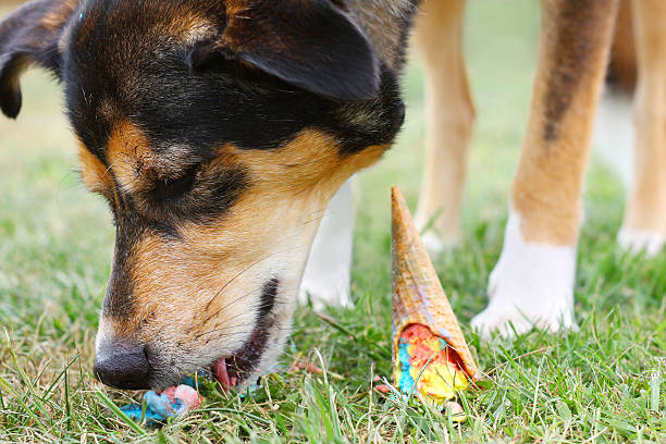Dog Eating Ice Cream Cone on Ground a cute German Shepherd mix breed dog has stolen a dropped ice cream cone and is licking ice cream off the ground outside stealing ice cream stock pictures, royalty-free photos & images