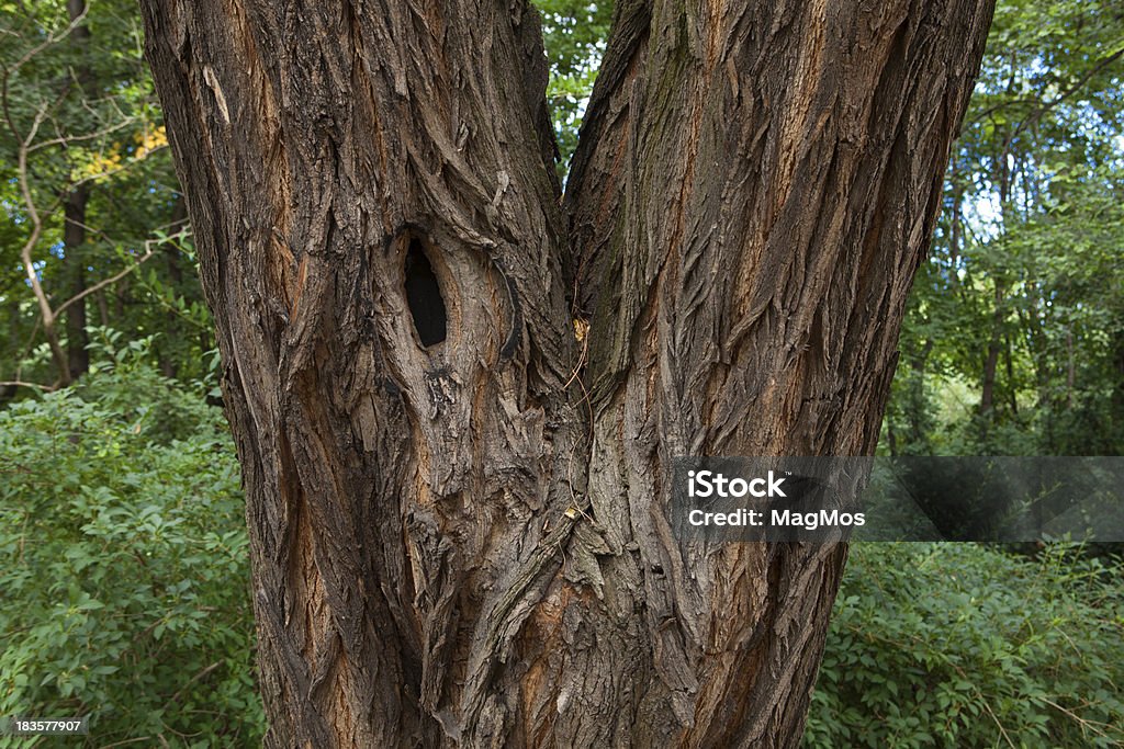 Дерево с Полый - Стоковые фото Абстрактный роялти-фри