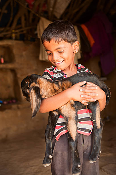 istock Young Indian boy holding a goat 183578947
