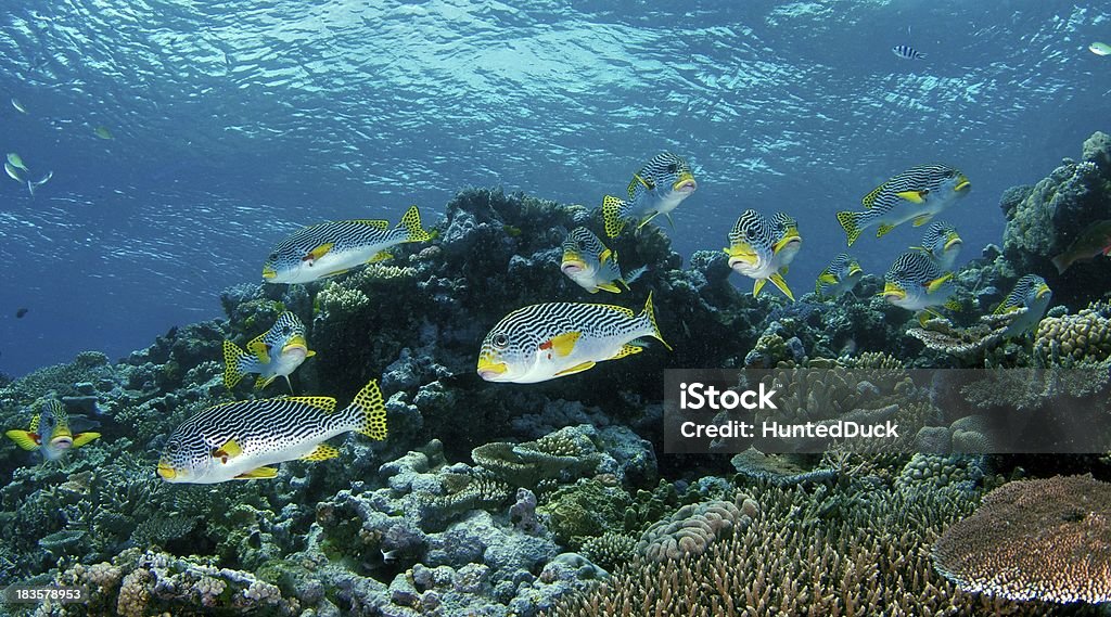 Scuola di dolci labbra pesce in grande barriera corallina, Australia - Foto stock royalty-free di Grande barriera corallina